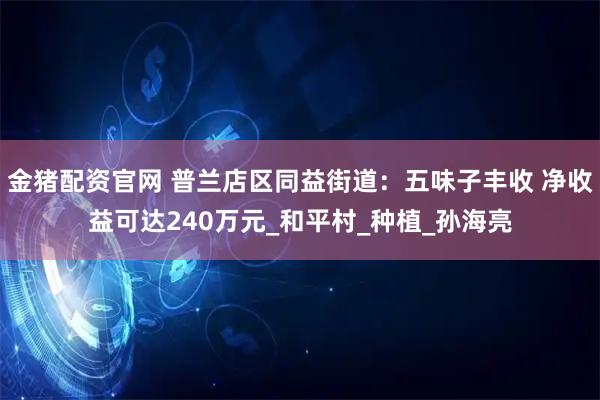 金猪配资官网 普兰店区同益街道:五味子丰收 净收益可达240万元_和平村_种植_孙海亮